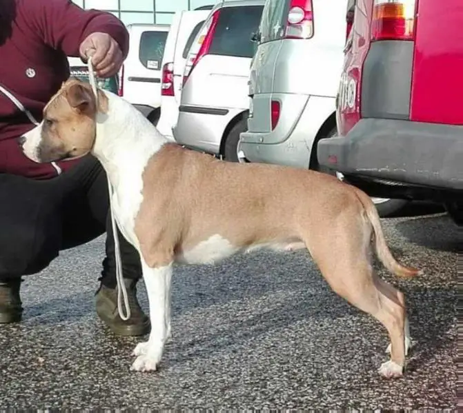 Rock Soul Rocket Queen