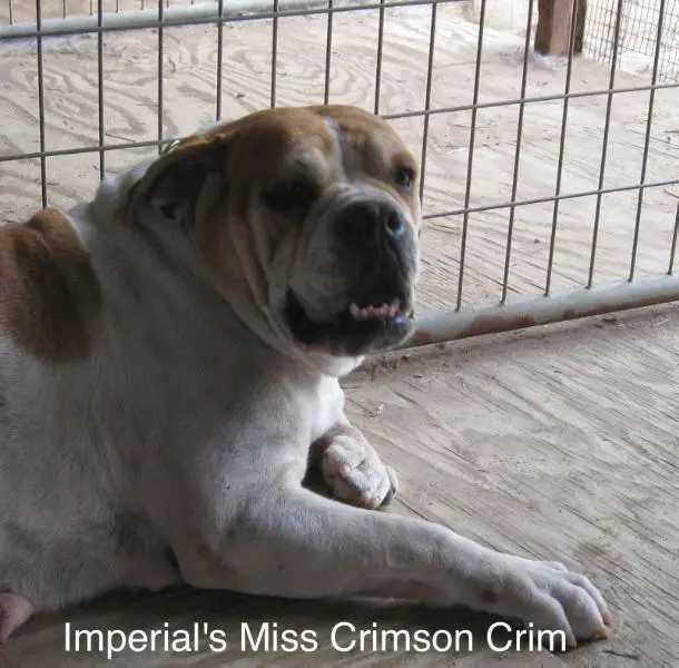 Imperial's Miss Crimson Crim