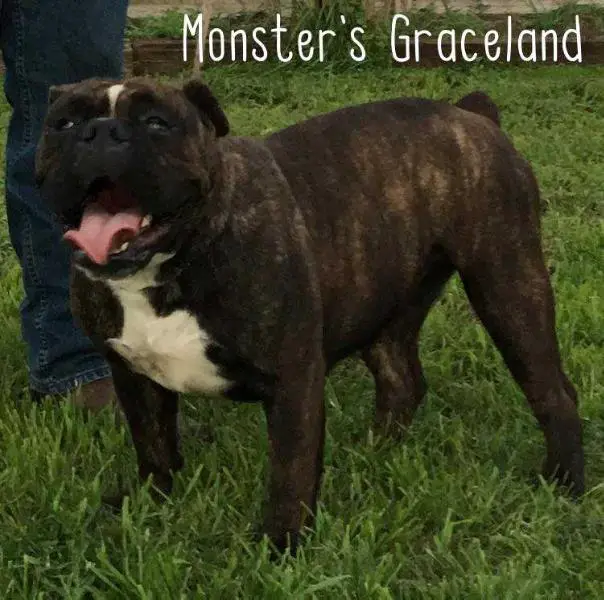 Monster's Graceland