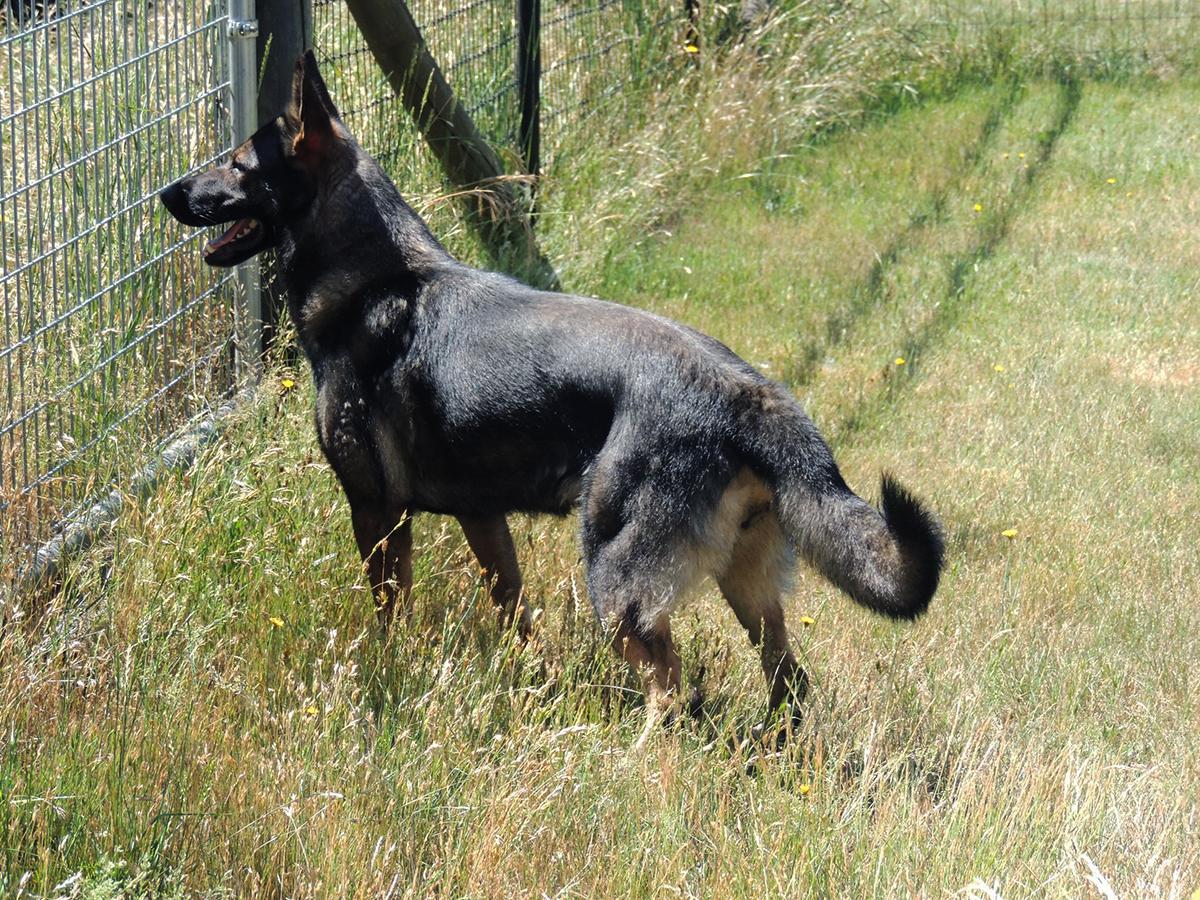 Wulfa von Schraderhaus