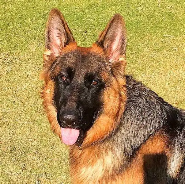 SG3 2018 Zoya od Tiganjice