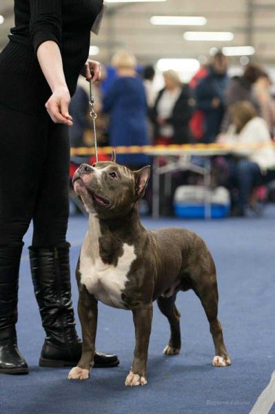 J.CH RUS, CH RUS.СН RKF MIA FIERO SAFE HARBOR