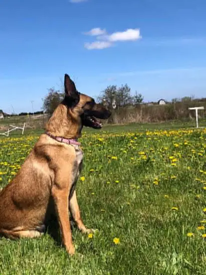 Red Hwk Independence