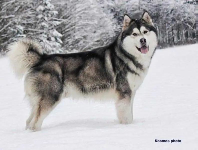 JCH BY , BREED , GRAND , LT , CH BY Dear John From Imurukland