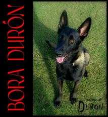 Bora (Duron)