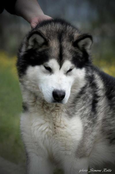 Cagliatscha's Hemingway