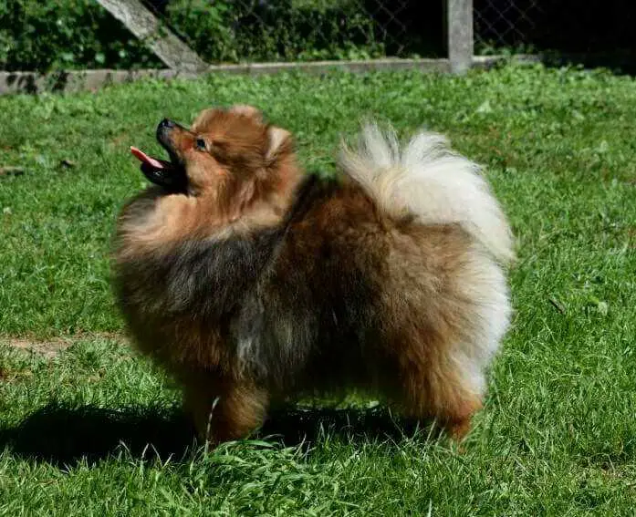 CH. SRB Heidi Klum Danube Dwarf