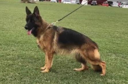 SG2 BRA 2018 Amora da Casa do Bosque