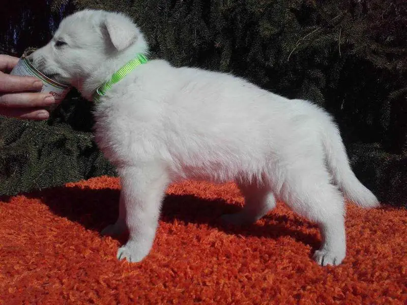 Riot Leader's Magneto