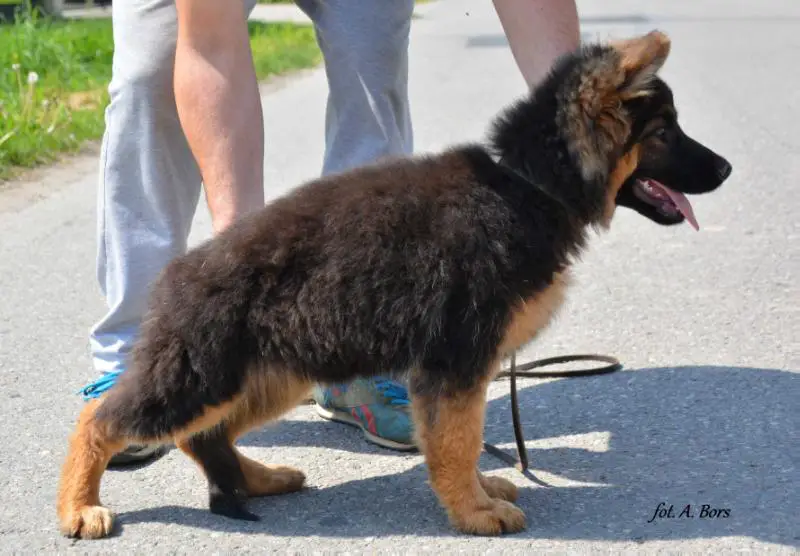 Ayala vom Kapellenberg