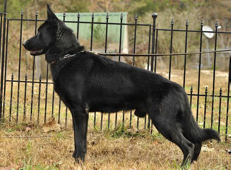 V1 Hugo aus der Espenstätte