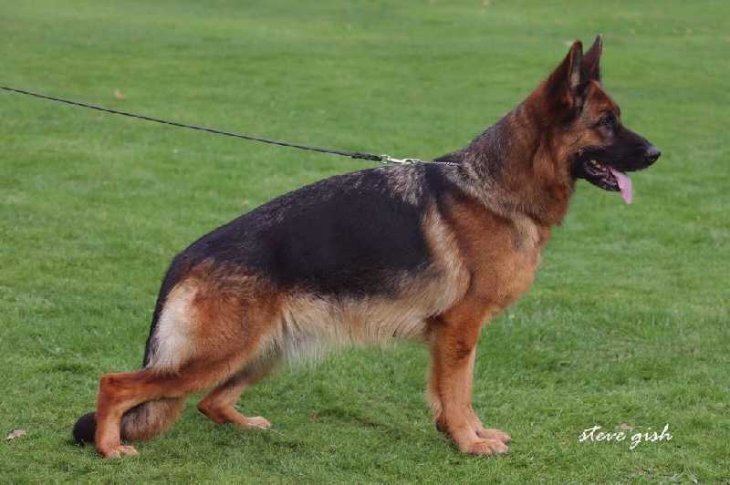 SG Jade Du Montgison