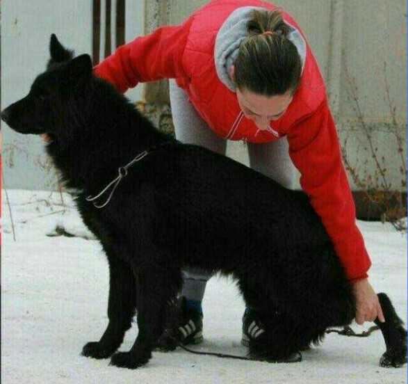 NIKITA vom Lyabakh La (FCI)