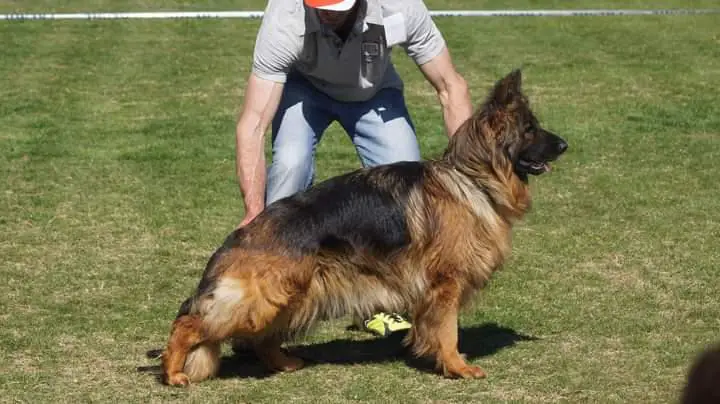 V Sansa House of Grumil