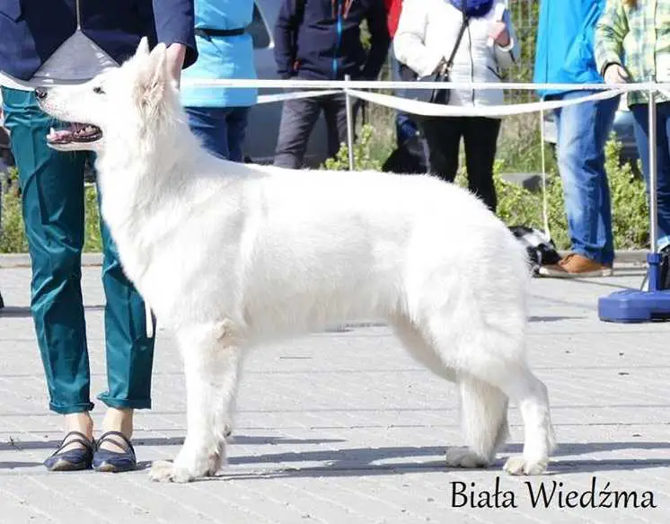 MORIA WITCH Wilczy Biały Kieł