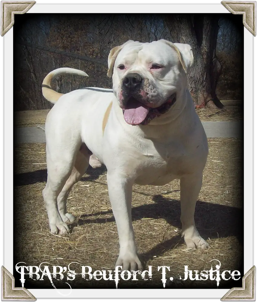 TBAB's Beauford T. Justice