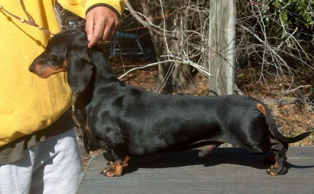 CH USA Hiswills Mr Bosley