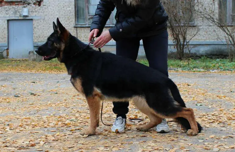 Serebryanaya Luna  BARNA LOTTA