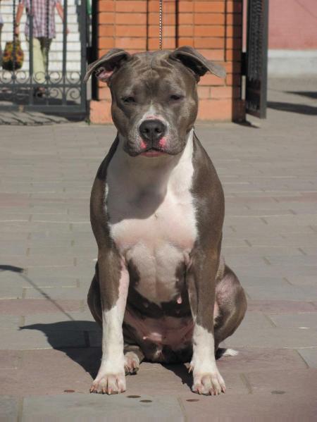 MULTI Ch. HAPPY LOT MOYA SVITA IZ SOZVEZDIYA STAFF