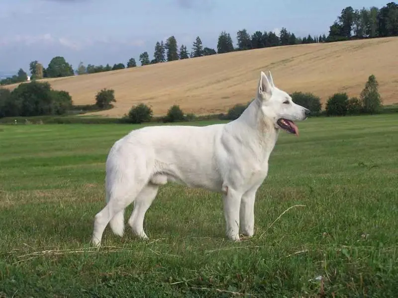 CAJC,2X CAC,VSV,BOB Saruman White Miraja