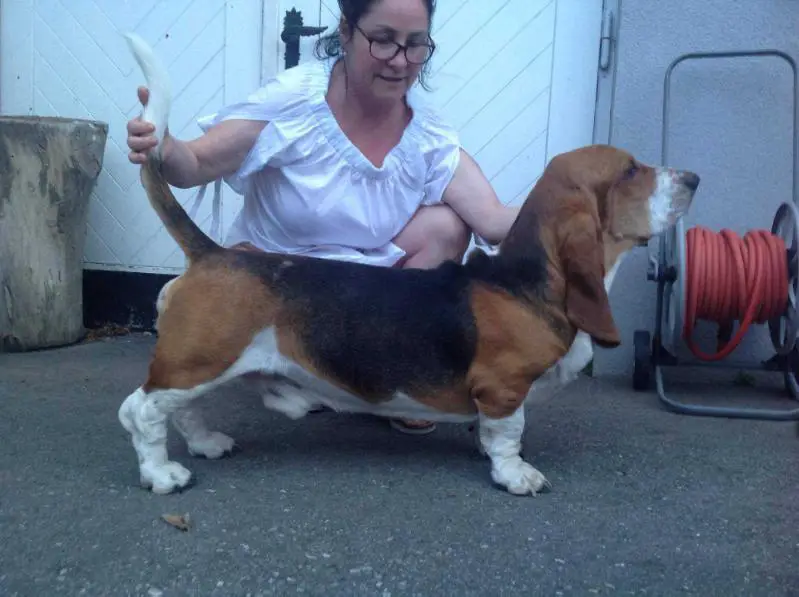 CACIB, CAC, Alpen Winner Anton The Paradisehound