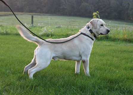 Valleys Settled On The Track