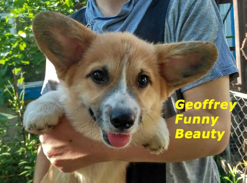 Geoffrey Funny Beauty