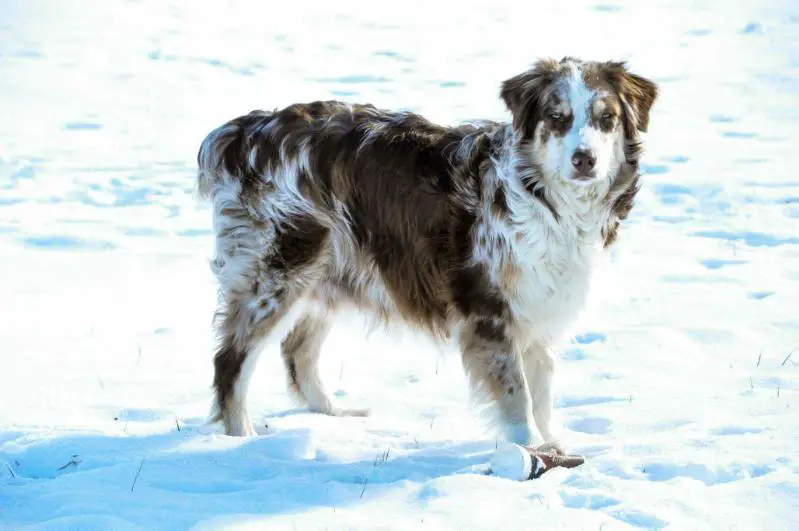 Colshee Have at It Hadley