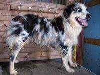 Princeton Mercedes Blue Jewel