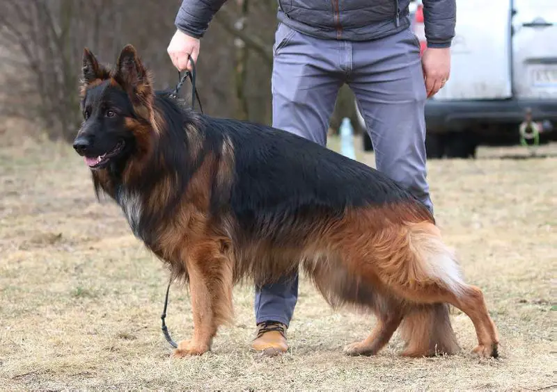 V7'A, SG4'PL Abarth vom Rikor Team