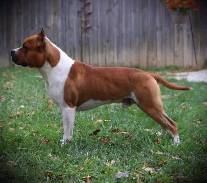 Plk-safari I got swagger at bravado