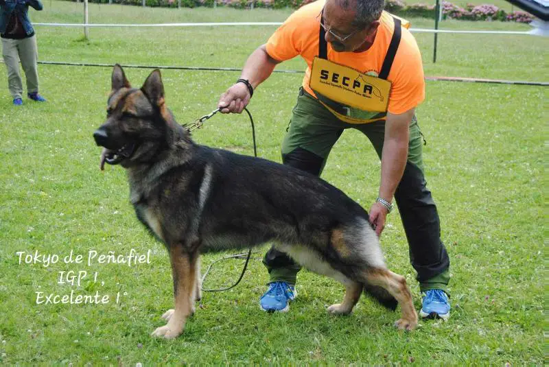 V. IGP 1, Mejor protección ENC SECPA 2019 Tokyo de Peñafiel