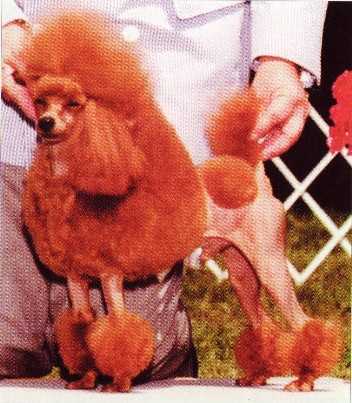 CH. USA Koehl's Red Sudden Impact