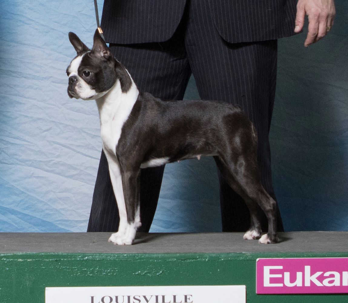 GCH CH HessenVilla's X's & O's @ Windy Ridge