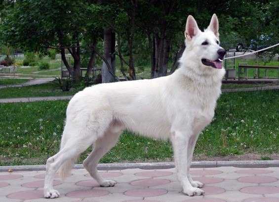 CW,JCAC,Best Junior(2015),CW,CAC,CACIB,ЧРКФ,BOS (2016) Almaznaya Igrushka Yuzhniy Veter