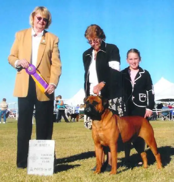 Am CH, #1 Bullmastiff Female 2006 Ruff's Sweet Red Marsa