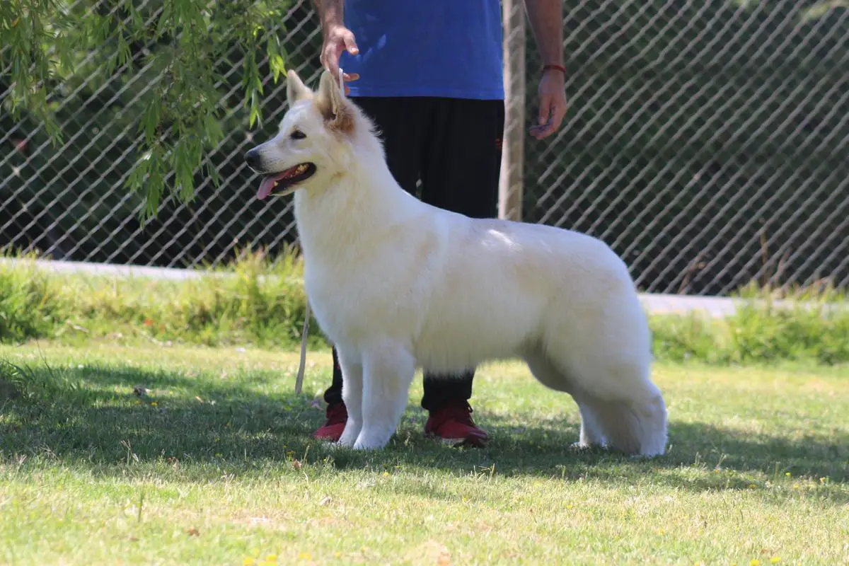 JCH CH; CH CH Lilufer De La Condesa Del Alba