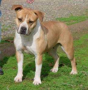 BRYTESS' CA DAD'S LIL CRICKET