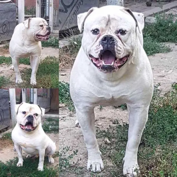 Transilvanian Bulls Igor