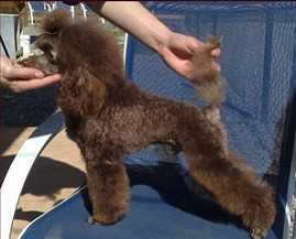 Golden Strik Copi Krau