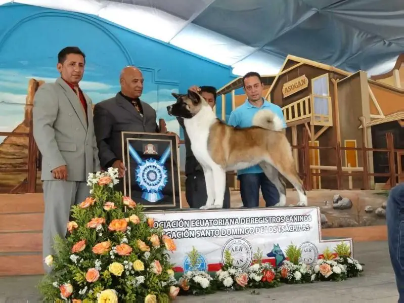 ECU CH, ECU JCH Chelsea Morning De Middle Of The World