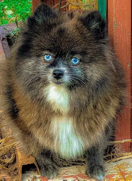 POM ADORE MS SAVANNAH BLU