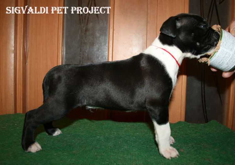 Sigvaldi Pet Project
