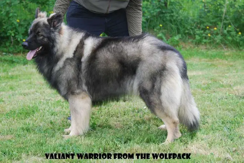 Valiant Warrior From The Wolfpack