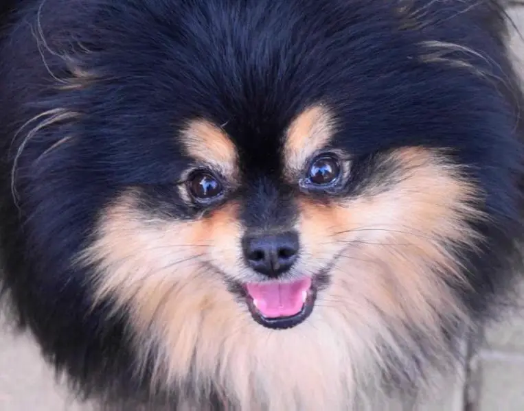 SIR BEEMER WOODCHIP WILLIE STEALS YOUR HEART