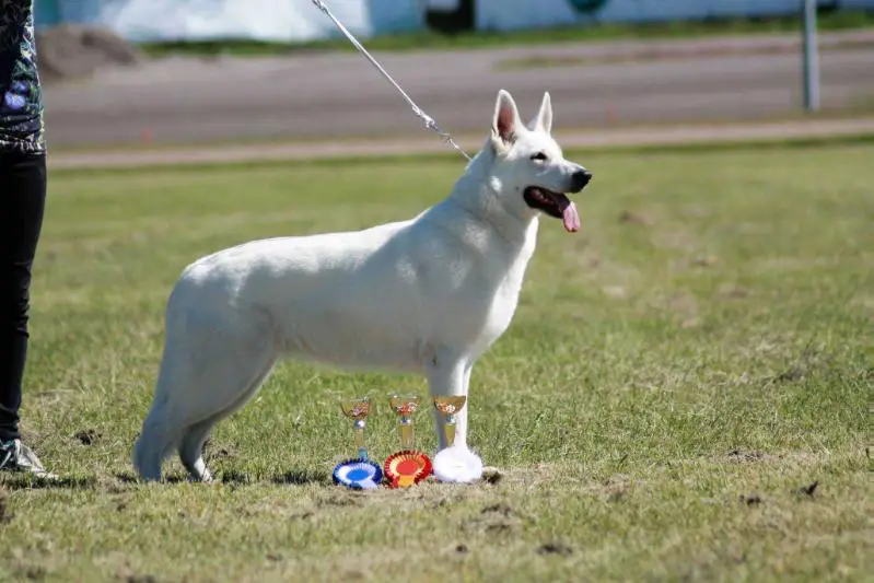 FI CH Mihela's Original Diamond