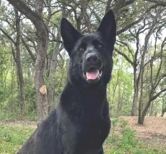 Abigail Von Longshanks