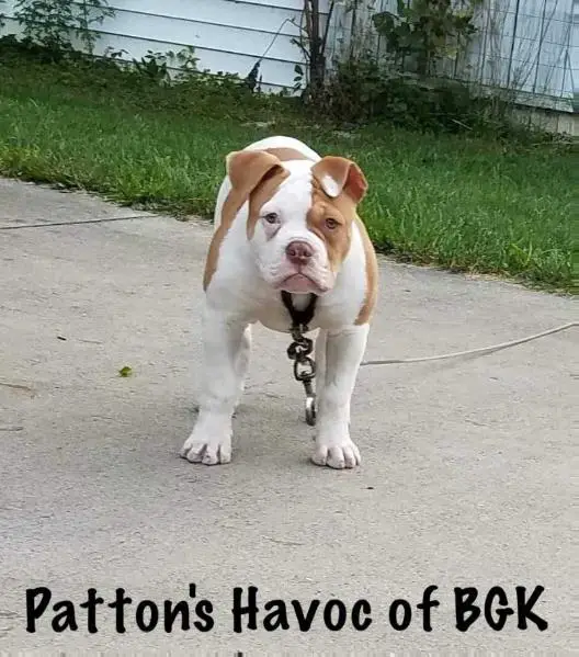 Patton's Havoc of BGK
