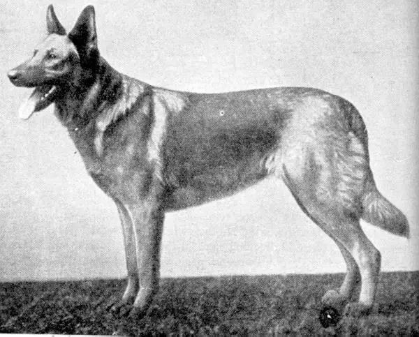 1905 SGRN Vefi von Niedersachsen (fr von Burghalde)