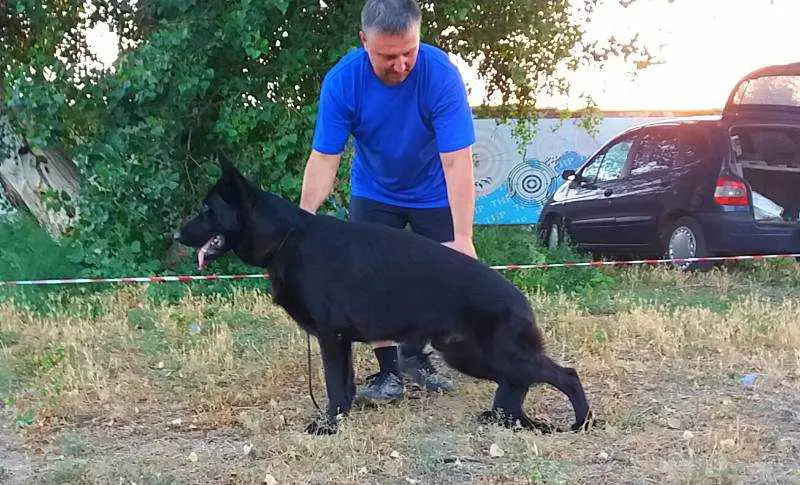 Blitz Getter Sirius Blek